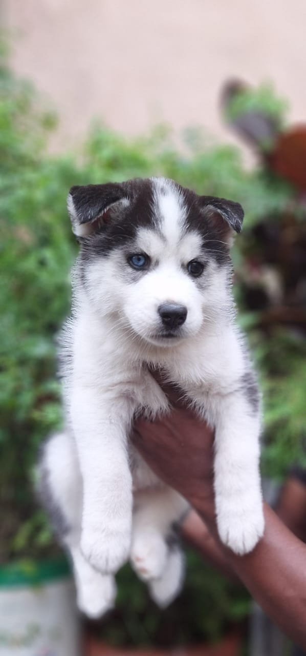 Buy Vaccinated  Siberian Husky Puppy from  India